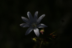 Drosera heterophylla