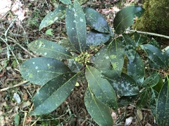 Ilex tugitakayamensis