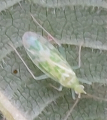 Malacocoris chlorizans