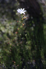 Drosera heterophylla