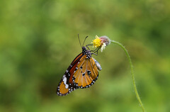 Danaus chrysippus
