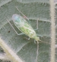 Malacocoris chlorizans