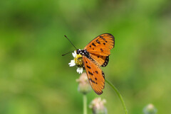 Acraea terpsicore