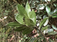 Ilex tugitakayamensis