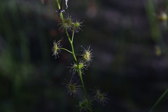 Drosera heterophylla