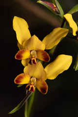 Diuris brumalis