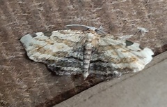 Lepidoptera