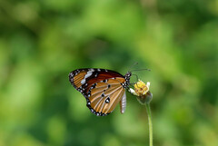 Danaus chrysippus