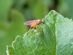 Chrysotimus molliculus