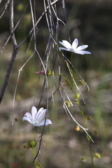 Drosera heterophylla