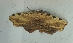 Lepidoptera