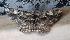 Lepidoptera