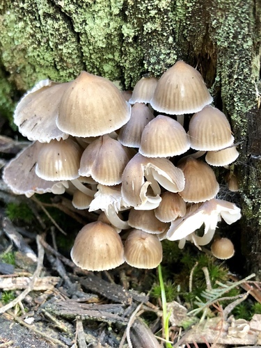 Mycena subgalericulata image