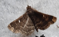 Lepidoptera
