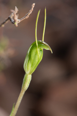 Pterostylis crispula