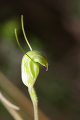 Pterostylis crispula
