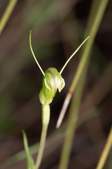 Pterostylis dilatata