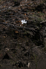 Drosera heterophylla