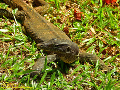Varanus salvator