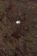 Drosera heterophylla