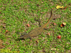 Varanus salvator