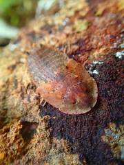 Pseudophoraspis