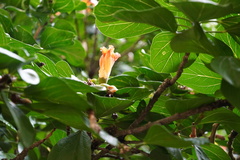 Hibiscus liliiflorus image