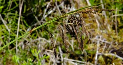 Carex donnell-smithii