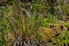 Carex donnell-smithii