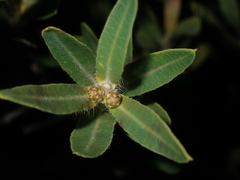 Lambertia