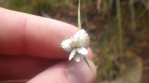 Cyperus niveus var. leucocephalus image