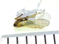 Javesella pellucida