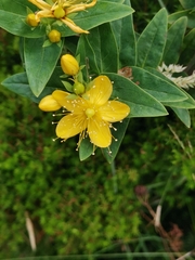 Hypericum foliosum