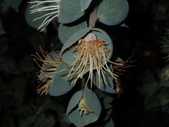 Hakea conchifolia