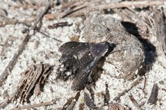 Aleucosia norrisi