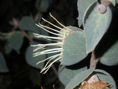 Hakea conchifolia