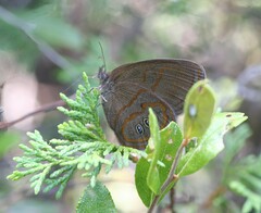 Neonympha helicta