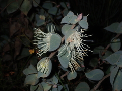 Hakea conchifolia