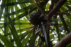 Pandanus heterocarpus