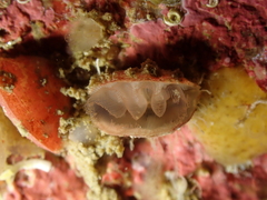 Brachiopoda