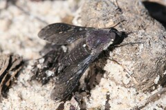 Aleucosia norrisi