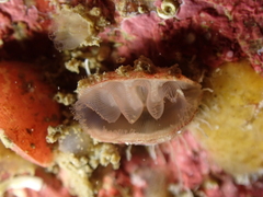 Brachiopoda