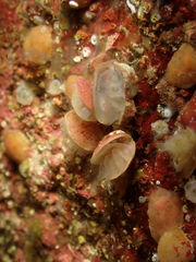Brachiopoda