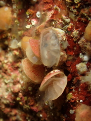 Brachiopoda