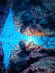 Macrocheira kaempferi