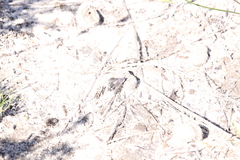 Aleucosia norrisi