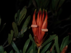 Lambertia multiflora