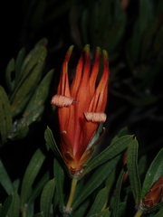 Lambertia multiflora
