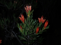 Lambertia multiflora