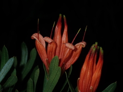 Lambertia multiflora